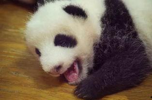熊猫爆料小鬼视频,小鬼视频引发热议,揭秘幕后真相 第1张 熊猫爆料小鬼视频,小鬼视频引发热议,揭秘幕后真相 第1张