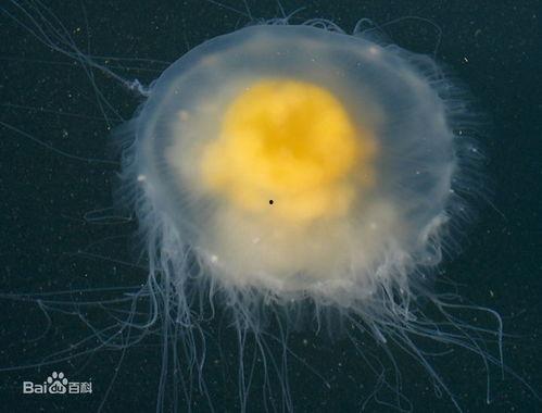 蛋仔水母爆料怎么做视频,视频生成技巧全解析 第3张 蛋仔水母爆料怎么做视频,视频生成技巧全解析 第3张