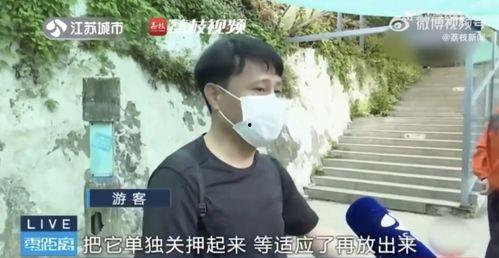 网红吃瓜徒弟,揭秘娱乐圈幕后真相  第3张