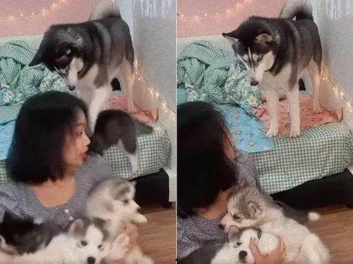 爆料二哈视频下载安装最新  第2张