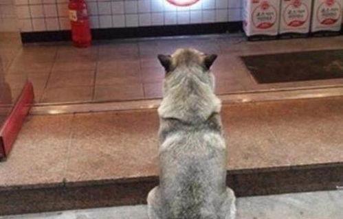 爆料二哈视频下载安装最新  第3张