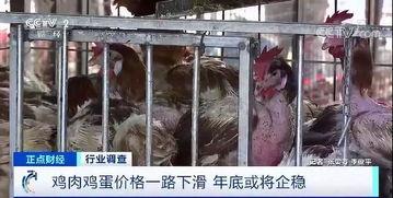 肉鸡直播爆料韩国视频,韩国热门视频背后的真实故事