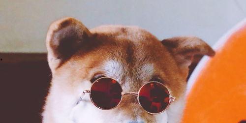 狗哥吃瓜视频免费观看大全,一网打尽热门瓜料，畅享娱乐盛宴