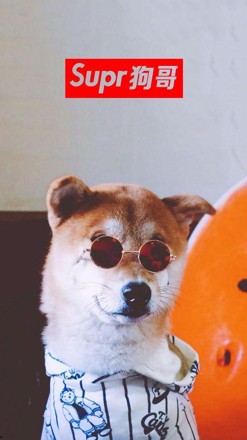 狗哥吃瓜视频免费观看大全,一网打尽热门瓜料,畅享娱乐盛宴 第2张 狗哥吃瓜视频免费观看大全,一网打尽热门瓜料,畅享娱乐盛宴 第2张