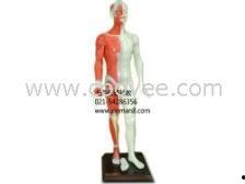 人体模型最新爆料图解,图解人体结构与功能全解析 第2张 人体模型最新爆料图解,图解人体结构与功能全解析 第2张