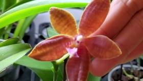 兰花姐姐爆料完整视频,完整视频内容大揭秘