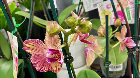 兰花姐姐爆料完整视频,完整视频内容大揭秘  第2张