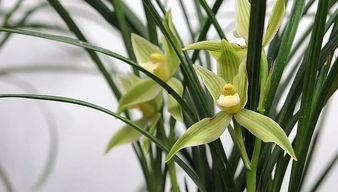 兰花姐姐爆料完整视频,完整视频内容大揭秘  第3张