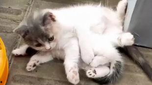 猫哥员工爆料视频大全下载,揭秘职场真相与幕后故事