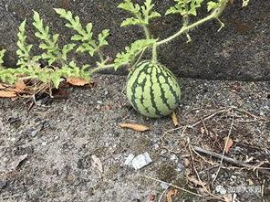 网红吃瓜群怎么找不到了,网红吃瓜群神秘消失之谜