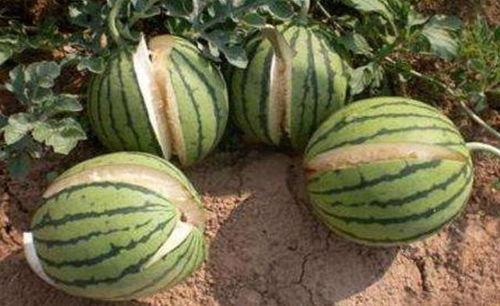 静安网红吃瓜事件真相,真相背后的惊人内幕  第3张