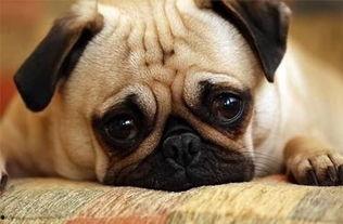 巴哥过年爆料视频大全集,视频大全集精彩瞬间回顾