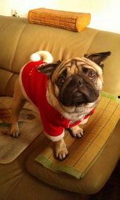 巴哥过年爆料视频大全集,视频大全集精彩瞬间回顾  第3张